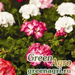 Семена Пеларгония х садовая (герань) (Pelargonium x hortorum) "Ringo 2000 F1" (formula mix) coated 100 шт.