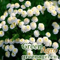 Семена Пиретрум девичий (Tanacetum parthenium) "Virgo" (white) raw 100 шт.