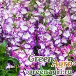 Семена Пенстемон Хартвига (Penstemon hartwegii) "Partybells" (violet) raw 100 шт.