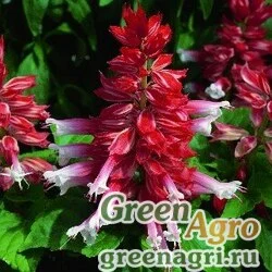 Семена Сальвия блестящая (Salvia splendens) "Salsa" (scarlet bicolor) raw 1000 шт.