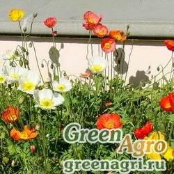 Семена Мак голостебельный (Papaver nudicaule) "Pulchinella" (mixed) raw 100 шт.