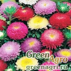 Семена Астра помпонная Смесь окрасок  (упак-50 гр.)