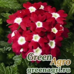 Семена Вербена гибридная (Verbena hybrida) "Obsession F1" (red with eye) primed 1000 шт.