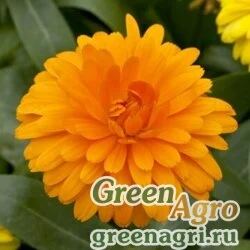 Семена Календула лекарственная (Calendula officinalis) "Costa" (orange) raw 1000 шт.