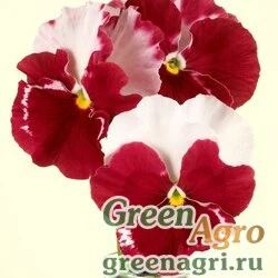 Семена Виола Виттрока (Viola wittrockiana) "Desiderio F1" (orchid rose tricolor) Raw 1000 шт.