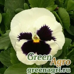 Семена Виола Виттрока (Viola wittrockiana) "Magnum F1" (white blotch) raw 1000 шт.