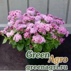 Семена Агератум мексиканский (Ageratum houstonianum) "Cloud Nine" (pink) pelleted 1000 шт.