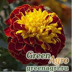 Семена Бархатцы отклоненные (Tagetes patula) "Cresta" (spry) detailed 1000 шт.