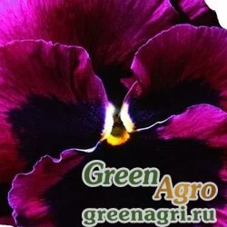 Семена Виола Виттрока (Viola wittrockiana) "Italia F1" (purple with blotch) Raw 1000 шт.