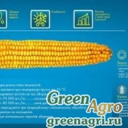 Семена Кукуруза, ДКС 2960, 1 п.е., Monsanto