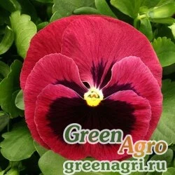 Семена Виола Виттрока (Viola wittrockiana) "Magnum F1" (rose blotch) raw 1000 шт.
