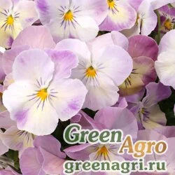 Семена Виола Виттрока (Viola wittrockiana) "Rondo F1" (pure pink) raw 1000 шт.