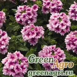 Семена Вербена гибридная (Verbena hybrida) "Tuscany F1" (orchid frost) raw 1000 шт.