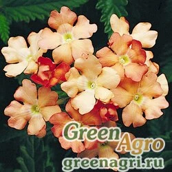 Семена Вербена гибридная (Verbena hybrida) "Obsession F1" (apricot) raw Нов. 1000 шт.