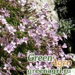 Семена Гипсофила ползучая (Gypsophila repens) (rose) 20 гр.