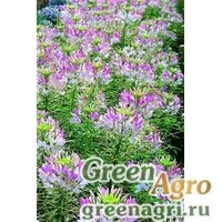 Семена Клеома Хасслера (Cleome hassleriana) "Sparkler F1" (blush) primed 1000 шт.