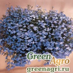 Семена Лобелия ампельная Регата Блю Скай 100драже