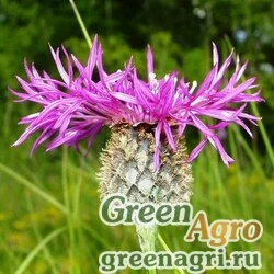Семена Василек скабиозолистный (Centaurea scabiosa) 5 г