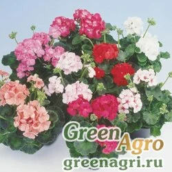 Семена Пеларгония зональная Апаче Микс 100шт