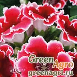 Семена Глоксиния Импресс Ред Пикоти 100драже