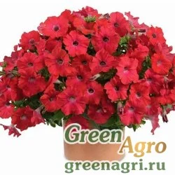Семена Петуния ампельная Опера Ред 200драже