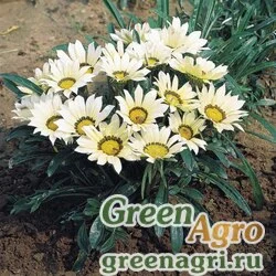 Семена Гацания жестковатая (Gazania rigens) "Mini-Star" (white) Raw 1000 шт.