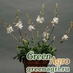 Семена Гаура Линдхеймера (Gaura lindheimeri) "Sparkler" (white) raw 500 шт.