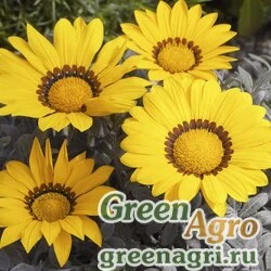 Семена Гацания жестковатая (Gazania rigens) "Frosty Kiss F1" (yellow) raw 1000 шт.