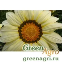 Семена Гацания жестковатая (Gazania rigens) "Big Kiss F1" (white) raw 1000 шт.
