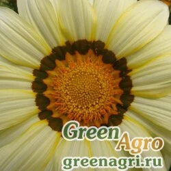 Семена Гацания жестковатая (Gazania rigens) "Big Kiss F1" (white) raw 1000 шт.