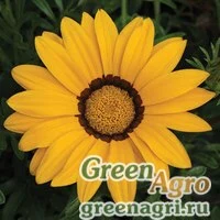 Семена Гацания жестковатая (Gazania rigens) "Big Kiss F1" (yellow) raw 1000 шт.