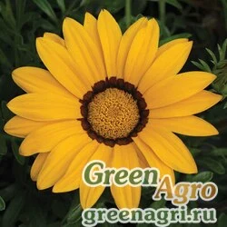 Семена Гацания жестковатая (Gazania rigens) "Big Kiss F1" (yellow) raw 1000 шт.