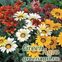 Семена Гацания жестковатая (Gazania rigens) "Frosty Kiss F1" (mix imp) raw 1000 шт.