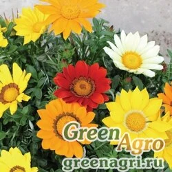 Семена Гацания жестковатая (Gazania rigens) "Enorma" (full mixture) raw 1000 шт.