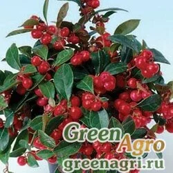 Семена Гаультерия лежачая Gaultheria procumbens VERY BERRY RED Tuned 5000