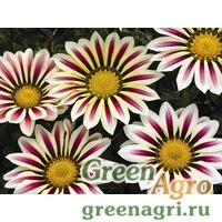 Семена Гацания жестковатая (Gazania rigens) "Big Kiss F1" (white flame) raw 1000 шт.