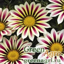 Семена Гацания жестковатая (Gazania rigens) "Big Kiss F1" (white flame) raw 1000 шт.