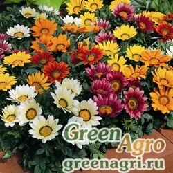 Семена Гацания жестковатая (Gazania rigens) "Kiss F1" (mix) raw 1000 шт.