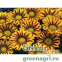 Семена Гацания жестковатая (Gazania rigens) "Big Kiss F1" (yellow flame) raw 1000 шт.