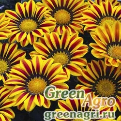 Семена Гацания жестковатая (Gazania rigens) "Big Kiss F1" (yellow flame) raw 1000 шт.