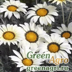 Семена Гацания жестковатая (Gazania rigens) "Frosty Kiss F1" (white) raw 1000 шт.
