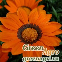 Семена Гацания жестковатая (Gazania rigens) "Enorma" (orange with ring) raw 1000 шт.
