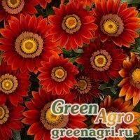 Семена Гацания жестковатая (Gazania rigens) "Big Kiss F1" (red) raw 1000 шт.