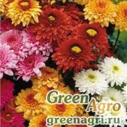 Семена Хризантема килеватая Данетти  (упак-50 гр.)