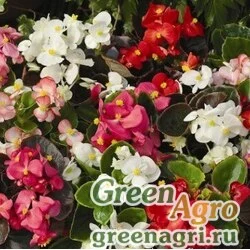 Семена Бегония вечноцветущая (бронзовая листва) (Begonia semperflorens) "Bada Boom F1" (mix) pelleted 1000 шт.