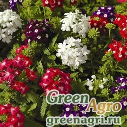 Семена Вербена гибридная (Verbena hybrida) "Obsession F1" (eyed mix) primed 1000 шт.