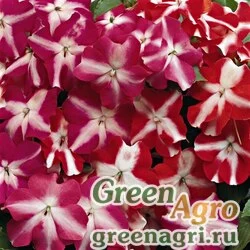 Семена Бальзамин Уоллера (Impatiens walleriana) "Accent F1" (star mix) raw 1000 шт.
