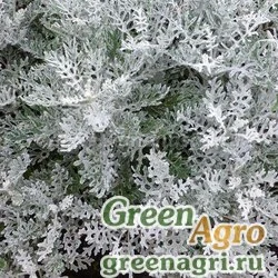 Семена Цинерария приморская (Senecio cineraria) "Silverdust" raw 1000 шт.