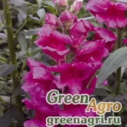 Семена Львиный зев (Антирринум) большой (Antirrhinum majus) "Liberty Classic F1" (lavender) raw 1000 шт.