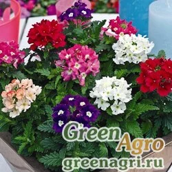 Семена Вербена гибридная (Verbena hybrida) "Tuscany F1" (mix) primed 1000 шт.